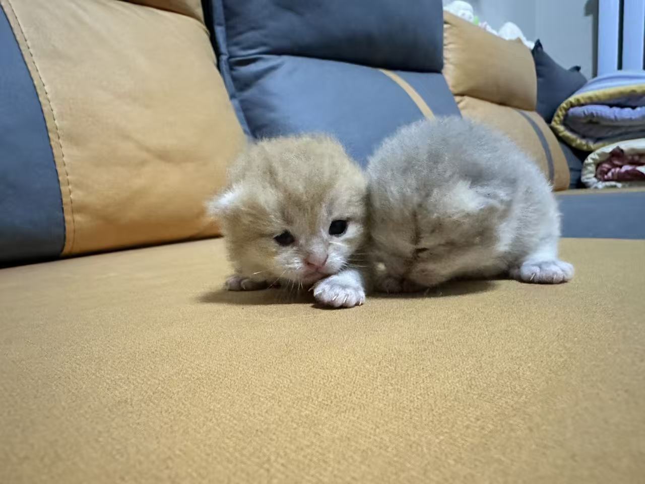 出售两个月大长毛蓝金，长毛乳白高地，无病无癣保健康